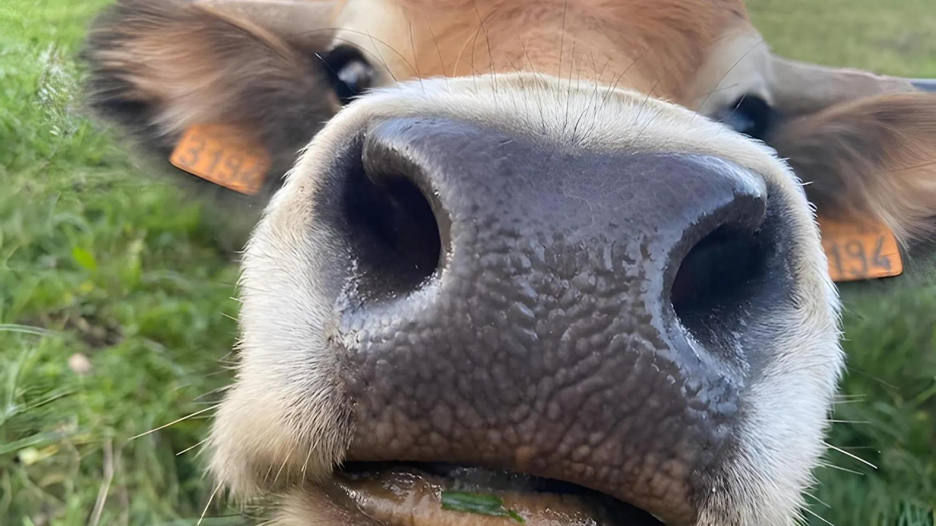 Tente Lodge Avec Vue Sur L'Aubrac Bessuejouls Kemp